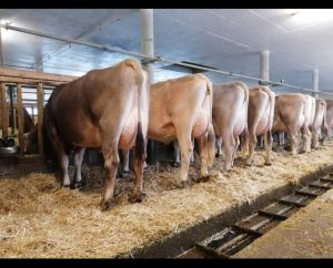 6e664a07-d004-4239-9769-00a76d235968